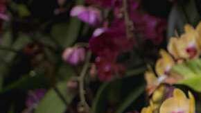 Foto: Cortesía The New York Botanical Garden.