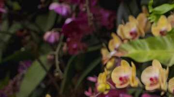 Foto: Cortesía The New York Botanical Garden.