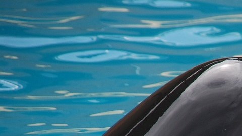 Kiska era considerada como "la orca más solitaria del mundo".