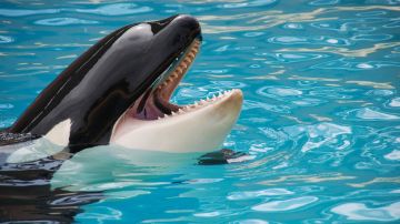 Kiska era considerada como "la orca más solitaria del mundo".