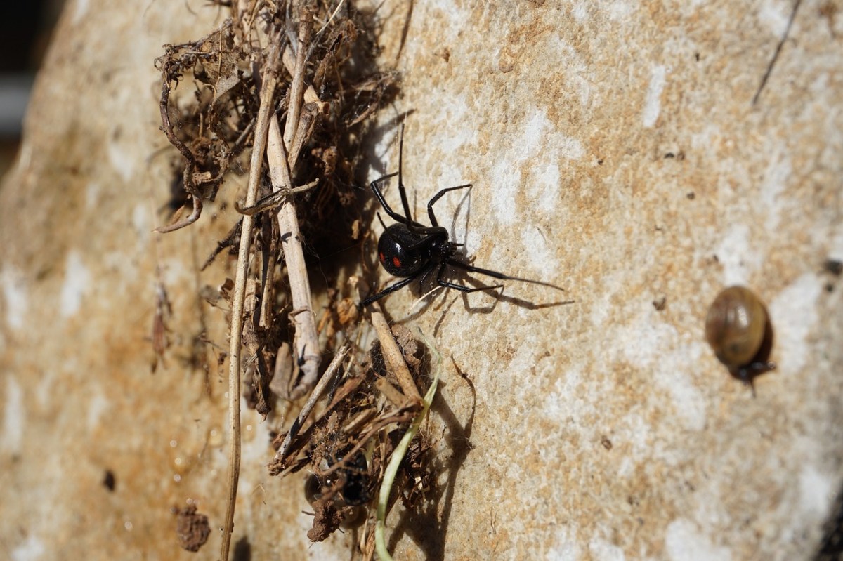 comparación del tamaño de la araña viuda negra