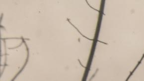 Las tropas ucranianas se mantienen firmes en el Donestk al Este de Ucrania.