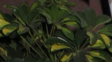 Laura Bozzo sumó una nueva experiencia a su gran curriculum.