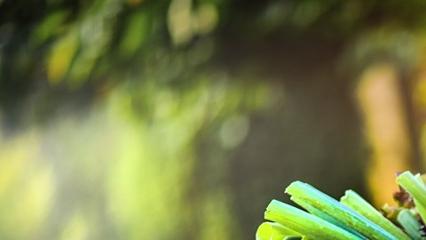 Mujer eligiendo vegetales para la dieta