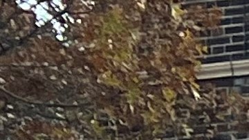 Critican presupuesto del alcalde Eric Adams para NYC 2024