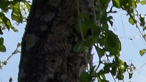 Se suman 26 cuerpos encontradas en fosas clandestinas en México.