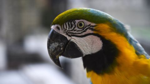 La guacamaya fue enviada a un centro veterinario para que pueda regresar a su hábitat natural.