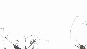 Ciudad de Santa Monica