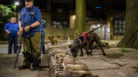 Lucha contra las ratas en NYC