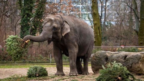 GERMANY-ZOO-ANIMALS-CHRISTMAS