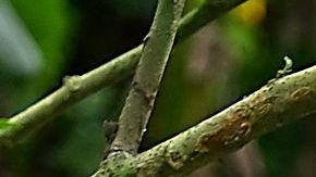 De los que atravesaron la selva del Darién en marzo, 30,929 eran adultos y 7,170 menores.