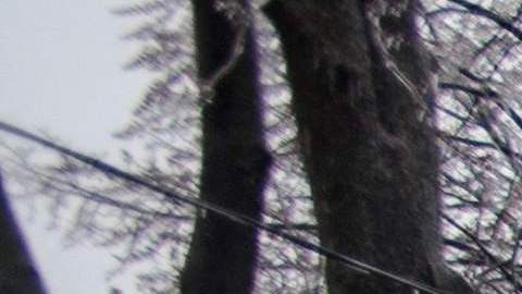 Varios postes y árboles del tendido eléctrico se vinieron abajo producto de los fuertes vientos.