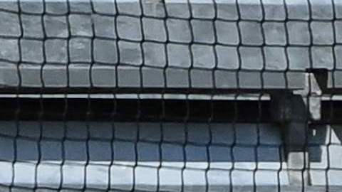 Los fanáticos del Angers se bajaron los pantalones en pleno partido.