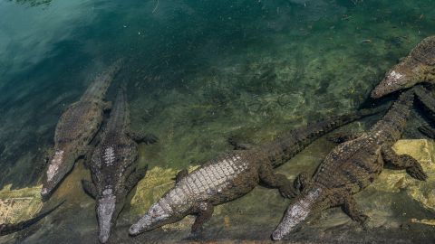 Los cuerpos de los británicos fueron supuestamente lanzados a un río con cocodrilos.