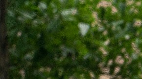 La masacre de la familia de Honduras ocurrió el viernes en la noche.