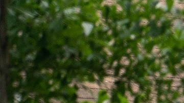 La masacre de la familia de Honduras ocurrió el viernes en la noche.