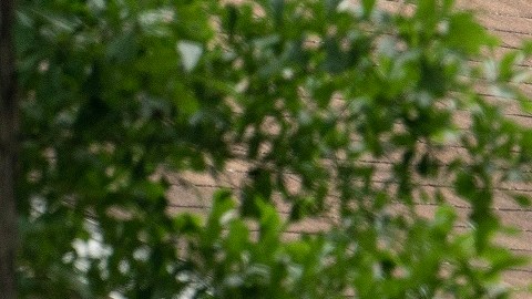 La masacre de la familia de Honduras ocurrió el viernes en la noche.
