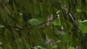 Árbol caído en pleno campo de golf.
