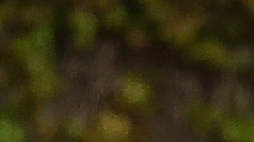 Fernando Tatis Jr. jugador de los Padres de San Diego.