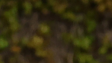 Fernando Tatis Jr. jugador de los Padres de San Diego.