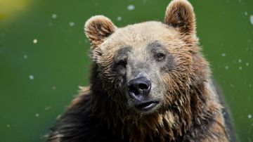 El oso atacó a Andrea Papi en las Dolomitas italianas.