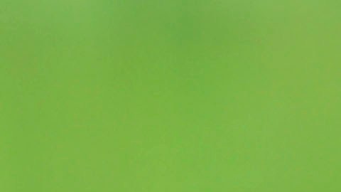 Hipopótamo de Pablo Escobar en la Hacienda Nápoles en Colombia.