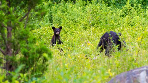 US-ANIMAL-BEAR