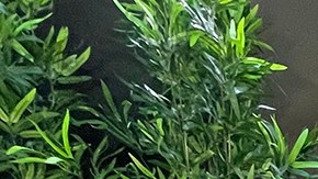 Carlos Ponce y Karina Banda adoptaron un perrito en Turquía