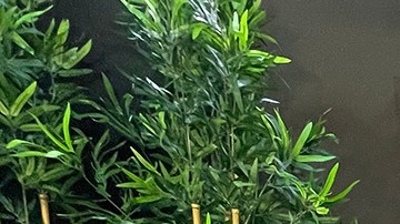 Carlos Ponce y Karina Banda adoptaron un perrito en Turquía