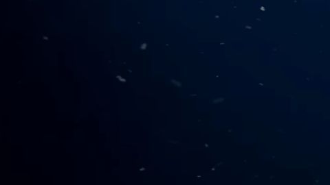 Este es uno de los peces "más profundos" jamás vistos en cámara.