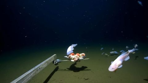 Este es uno de los peces "más profundos" jamás vistos en cámara.