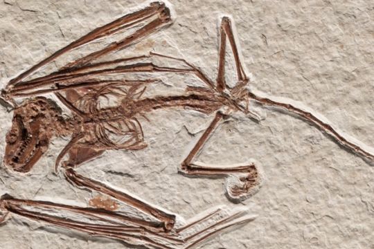 Descubren el esqueleto de un murciélago que vivió hace 52 millones de años; se trata de una nueva especie