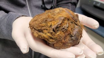 Una ardilla de tierra ártica recién descubierta de la Edad del Hielo.