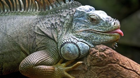 Iguana