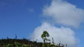 Operativo antidrogas del FBI en el oeste de Puerto Rico