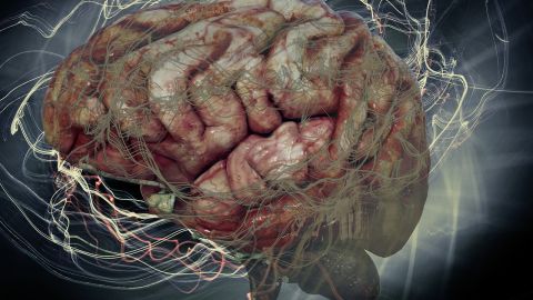 Los investigadores denominaron a su red recién identificada "Red de Acción Somato" (cuerpo)-Cognitiva (mente), o SCAN.