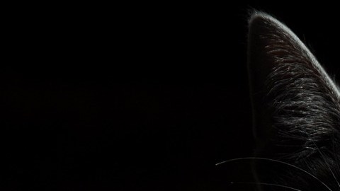 El concurso esperaba que los niños salieran a cazar gatos.