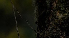 Se cree que el espécimen de lobo gigante tiene entre 25,000 y 50,000 años.
