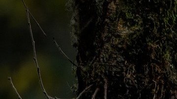 Se cree que el espécimen de lobo gigante tiene entre 25,000 y 50,000 años.