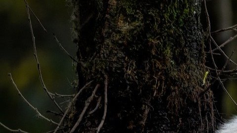 Se cree que el espécimen de lobo gigante tiene entre 25,000 y 50,000 años.