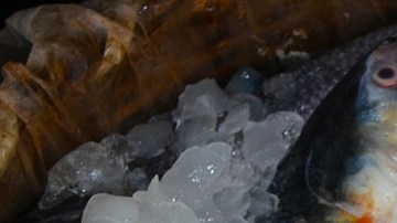 Agredió a un empleado en la cabeza con un pescado hilsa congelado de cuatro libras.