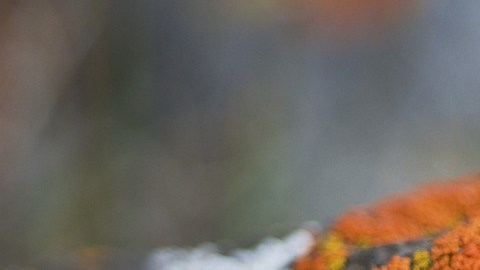 La enfermedad producida por el hongo fue encontrada en la garganta de una persona.