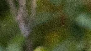 El oso negro se llevó los restos del perro al bosque.