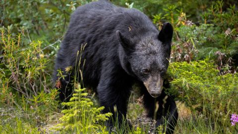 El oso negro se llevó los restos del perro al bosque.