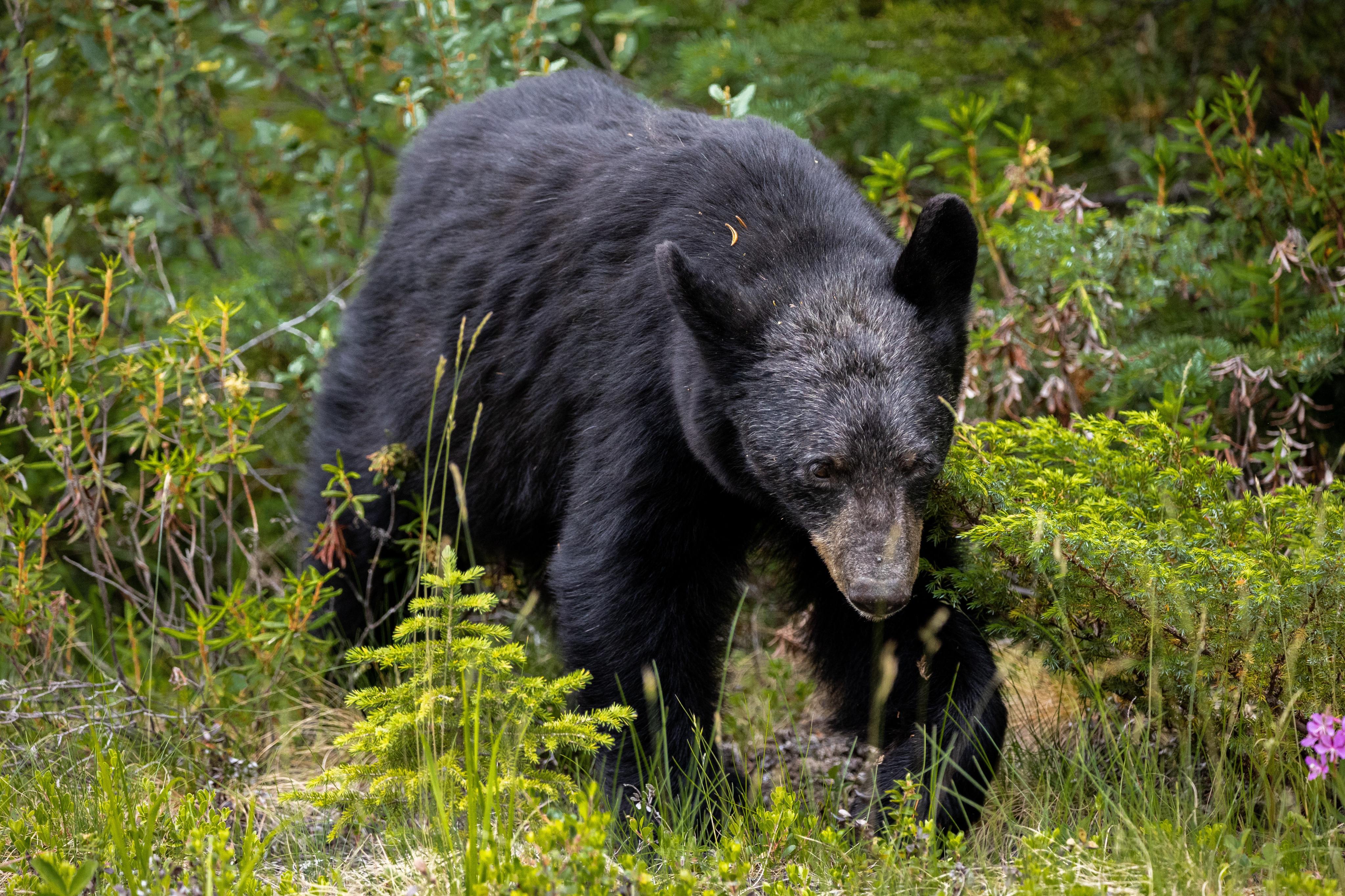 puede un perro matar a un oso