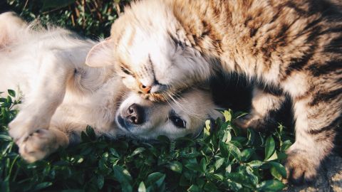 Perro y gato