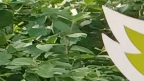 Doce organizaciones exigen que se adicione $1 millón al presupuesto de la Ciudad para ayudar en las aplicaciones de los más vulnerables