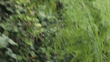 Migrantes Tapachula México