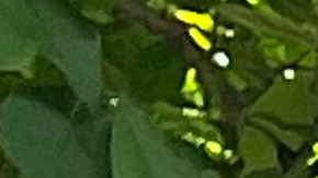 Exigen ley contra despidos sin justa causa en NYC