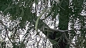 Los candidatos a asilo usan cualquier medida desesperada para cruzar la frontera.